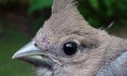Fledgling – Cardinal