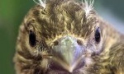 Fledgling – House Finch