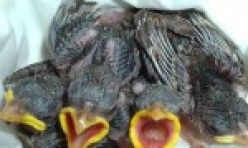 Nestlings – House Sparrows