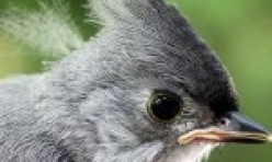 Fledgling – Tufted Titmouse