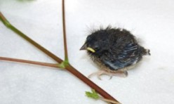 Nestlings