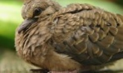 Fledgling – Mourning Dove