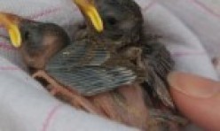 Nestling – House Sparrows