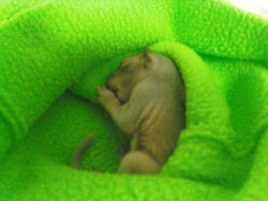 0310002029 Baby Squirrels