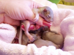 OLYMPUS DIGITAL CAMERA Baby Squirrels