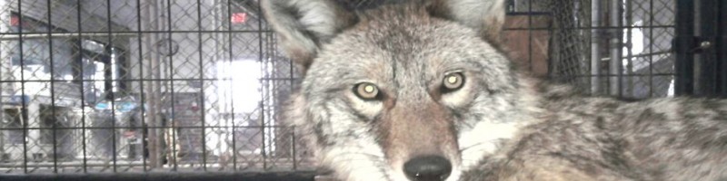Lone Elk Park Coyote Rescue