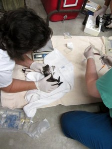 Feeding Wildlife Babies