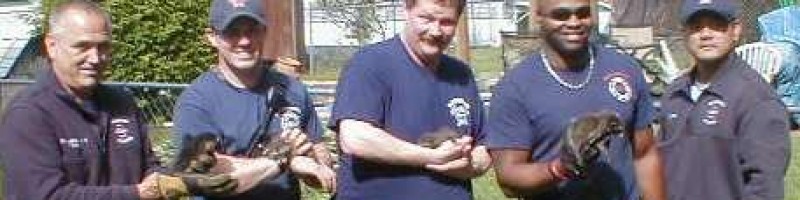 Maplewood Raccoon Rescue