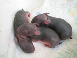 Feeding Wildlife Babies