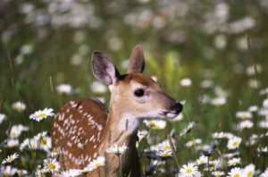 78394406 Fawns