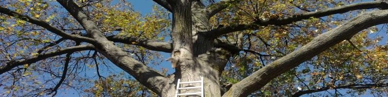 Call Blotter- Week of November 19, 2012