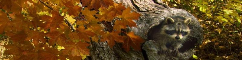 Call Blotter- Week of November 26, 2012