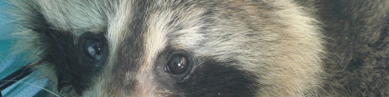 Distemper Cases Continue