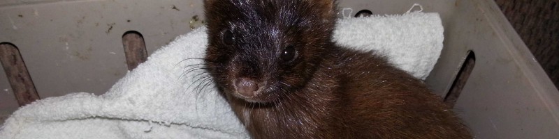 October Rescue Calls...