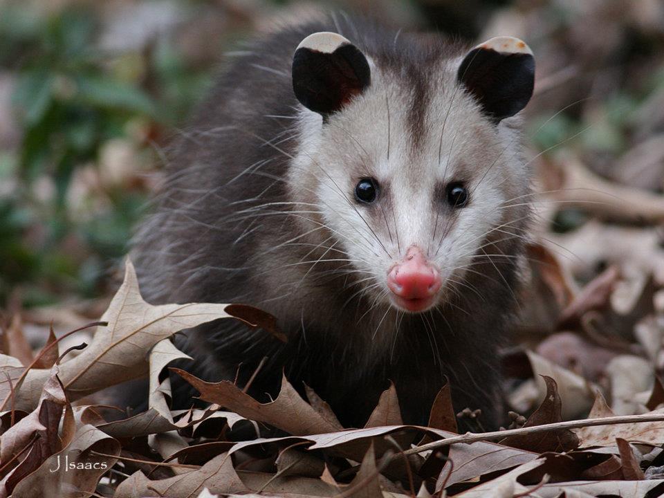 Opossums BiState Wildlife Hotline