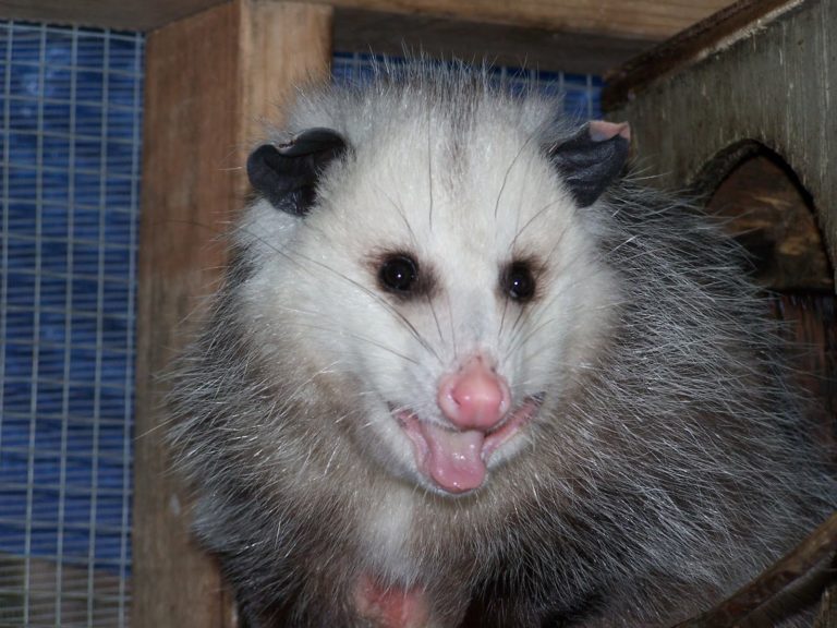 Baby opossums bi state wildlife hotline