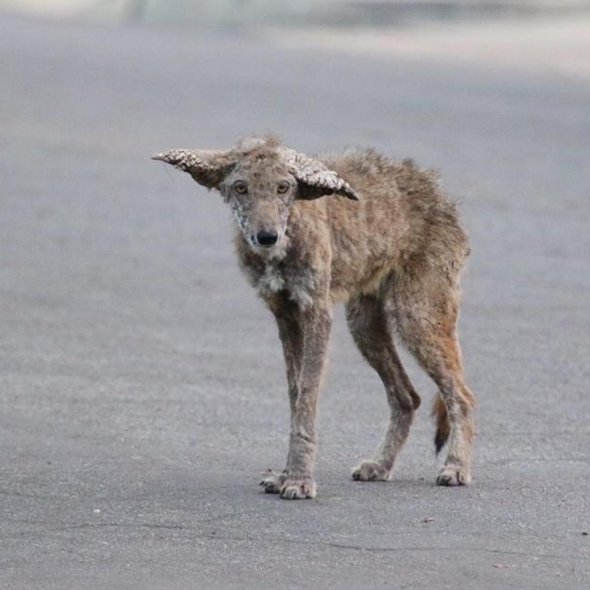 List 103+ Images pictures of coyotes with mange Completed